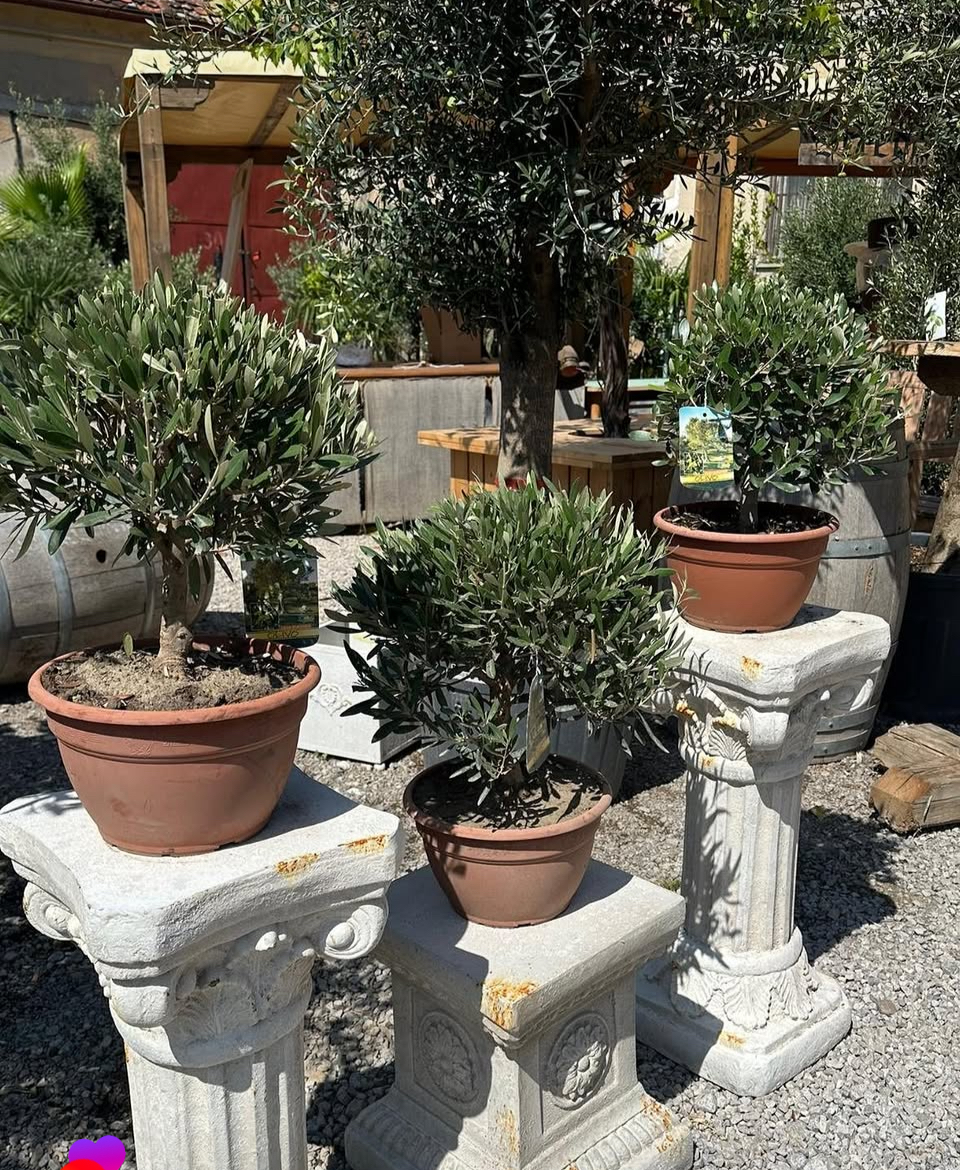 Akcia - Olea Europea - olivovník výška aj s kvetináčom 40 - 45cm