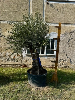 Olea Europaea - olivovník, celková výška 270 - 280cm