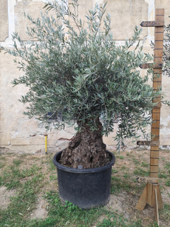 Olea Europaea - olivovník OL 2, celková výška 270 - 290cm