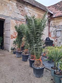 Phoenix canariensis - Ďatlovník kanársky výška s kvetináčom 180-200cm