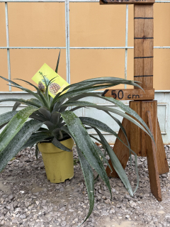 Ananas comusus - Ananás pestovaný, výška 50-60cm s kvetináčom