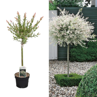 Vŕba - Salix hakumo nishiki 150 cm výška, - 20°C