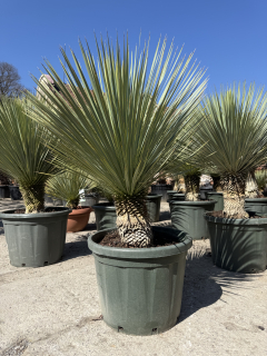 Yucca Rostrata v kvetináči, kmeň 25-30cm, -22°C