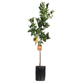 AKCIA 4 citrusy = 99€, nakombinuje si nižšie - výška 130-150cm