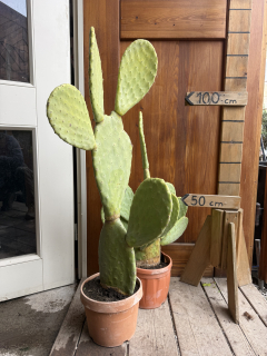 Opuncia Ficus Indica (výška 80-100cm vrátane kvetináča)