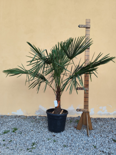 Trachycarpus fortunei (Chamaerops excelsa), výška kmeňa 50-60cm