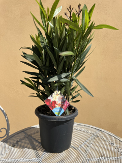 Nerium Oleander Multicolor - výška 40-50 CM s kvetináčom