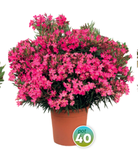 Nerium Oleander rôzne farby - výška 130-150 CM s kvetináčom