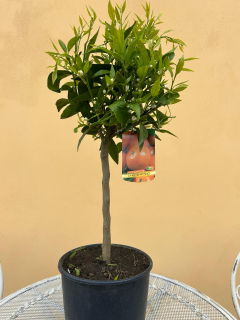 Mandarínka - Citrus Mandarino - výška 70/80cm s kvetináčom