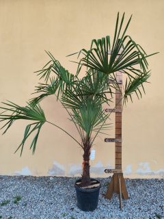Trachycarpus fortunei (Chamaerops excelsa), výška kmeňa 60-70 cm