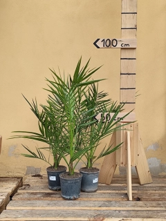 AKCIA 2 kúpiš, tretí za polovicu - Ďatlovník - Phoenix canariensis výška s kvetináčom 60-70 cm ( -6°C)